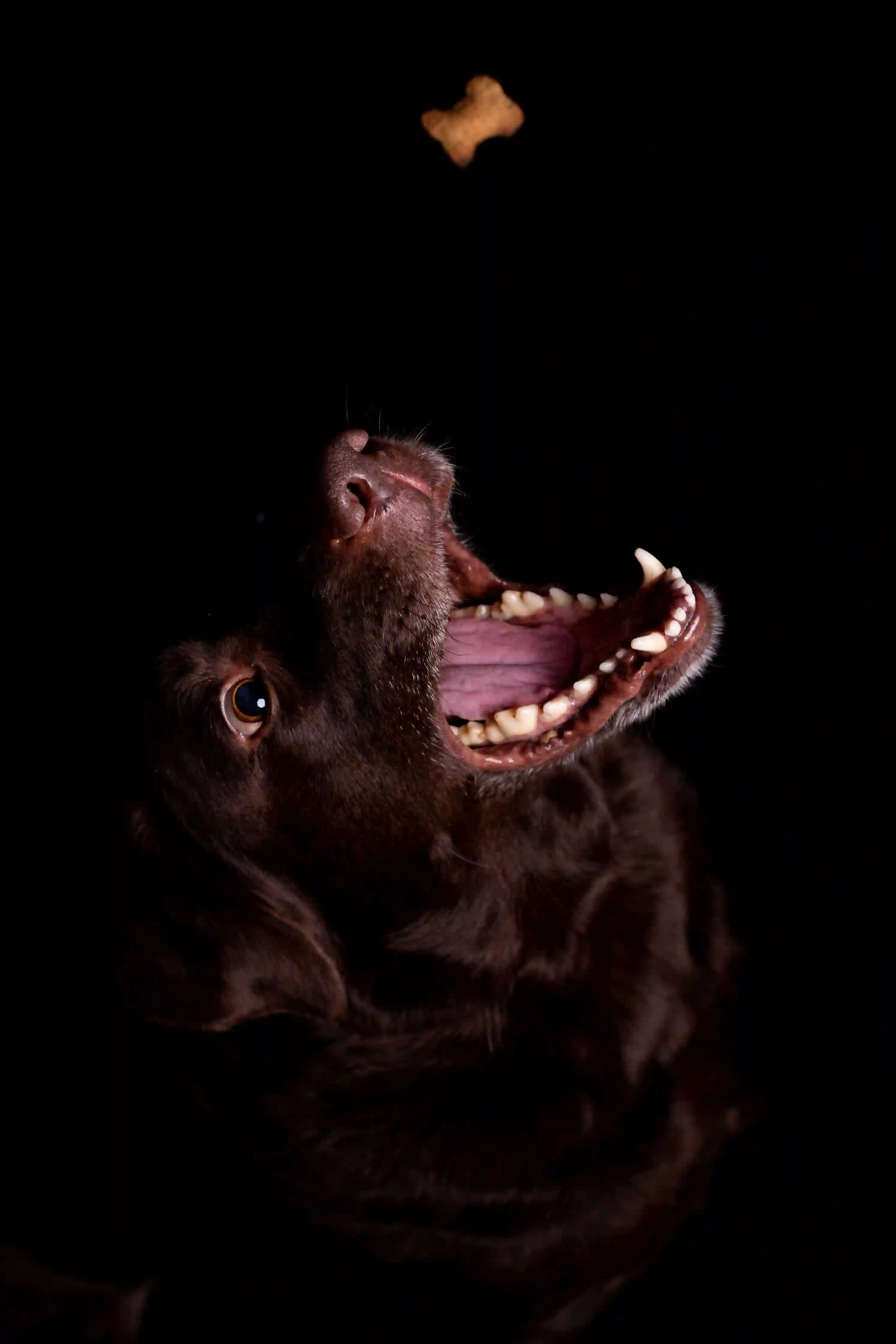Hundefutter kaufen Hundefutter für Deinen Hund