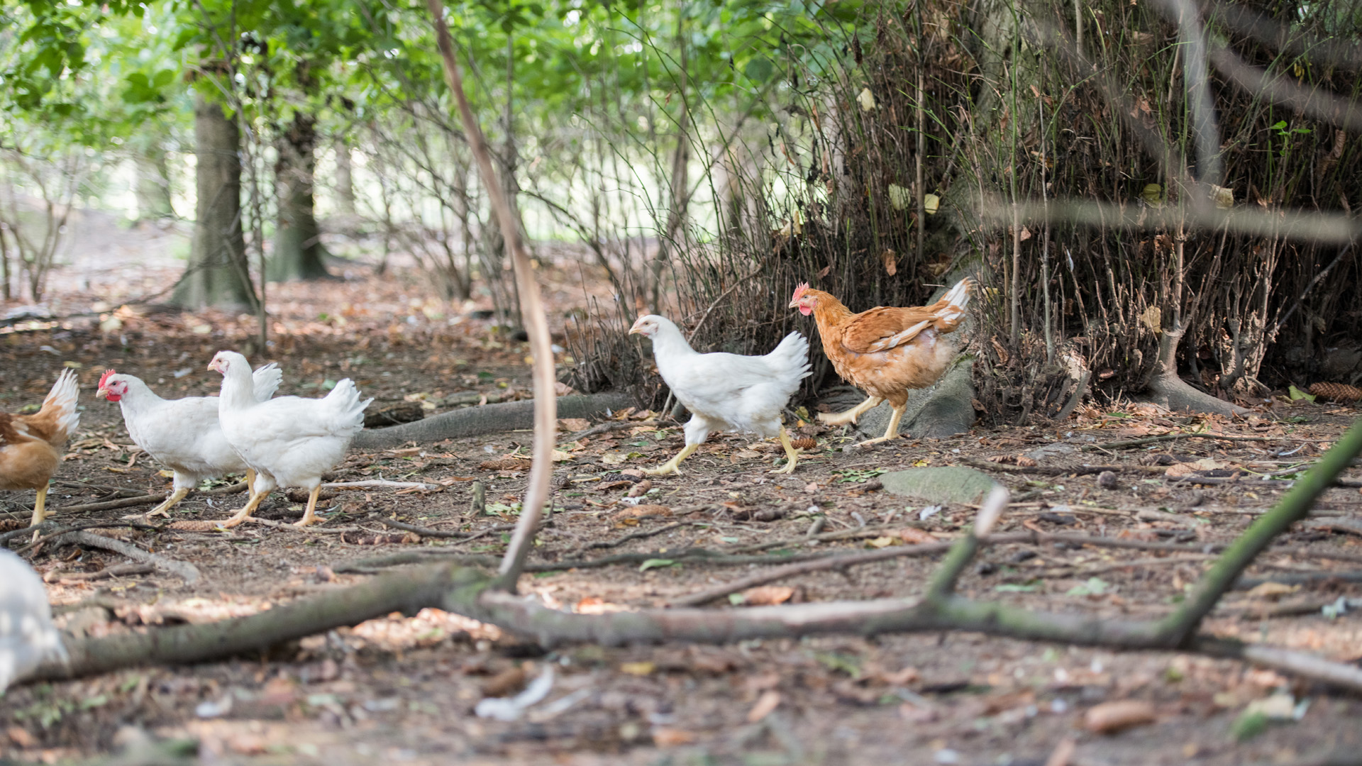 Bio Huhn - Rasse Wildhuhn